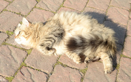 sibirisk katt