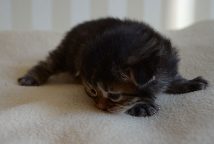 sibirisk kattunge