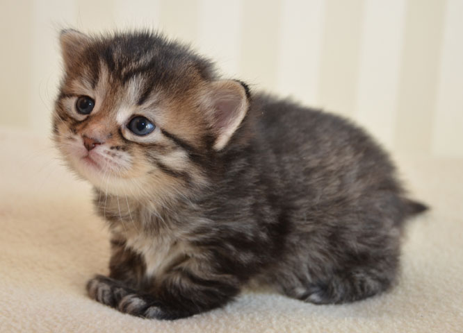 sibirisk kattung