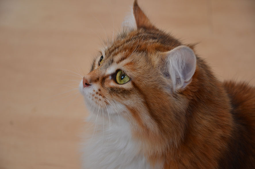 sibirisk katt Klimpen