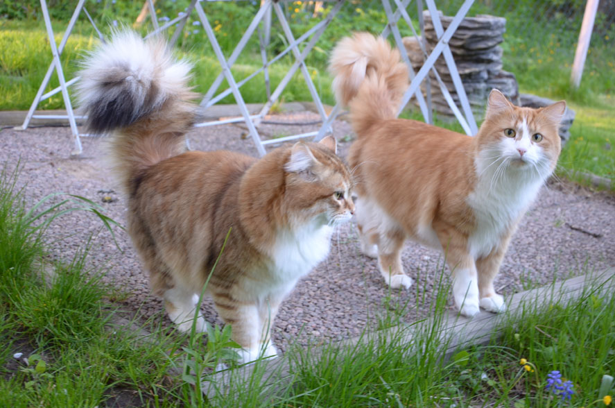 sibirisk katt Mantas