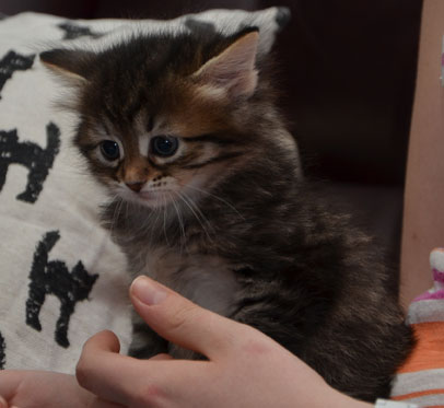 sibirisk kattunge