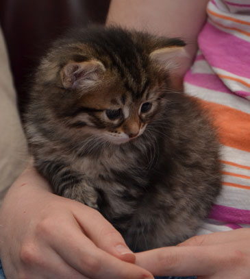 sibirisk kattunge