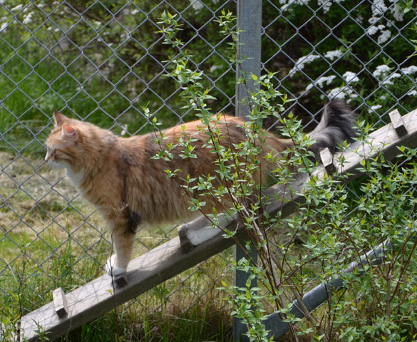 sibirisk katt