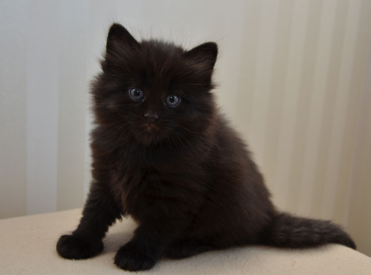 sibirisk kattunge
