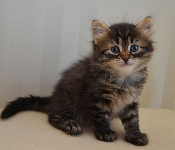 sibirisk kattunge