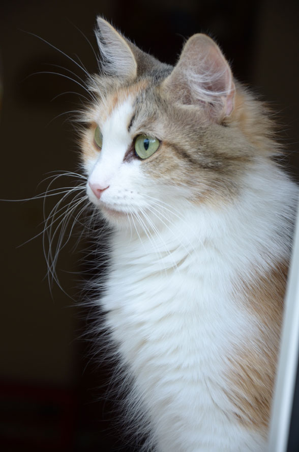 sibirisk katt