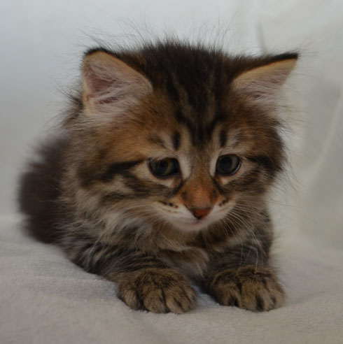 sibirisk kattunge