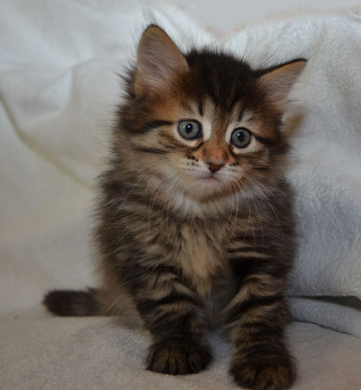 sibirisk kattunge