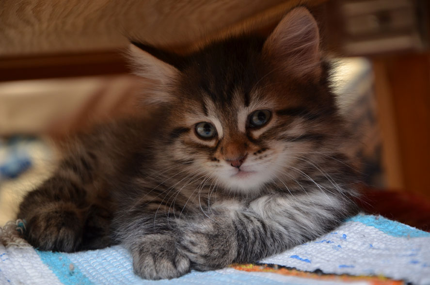 sibriisk kattunge