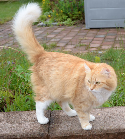 sibirisk katt Queeni
