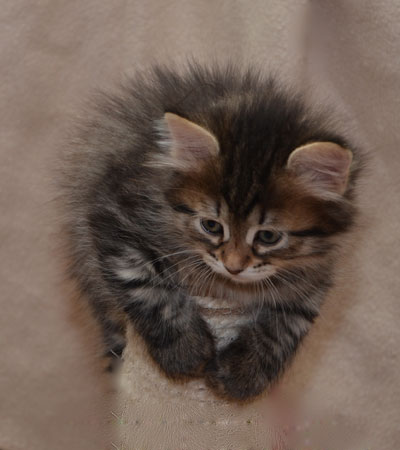 sibirisk kattunge