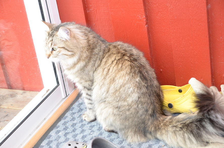 sibirisk katt