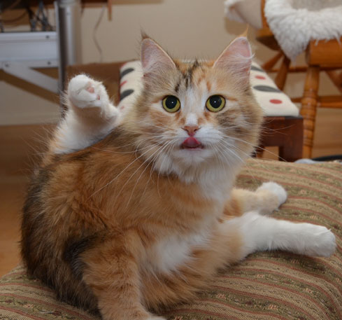 sibirisk katt