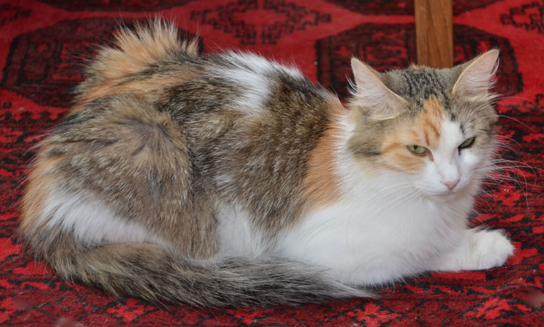 sibirisk katt