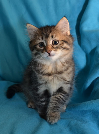 sibirisk kattunge