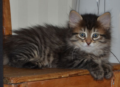 sibirisk kattunge Juliet