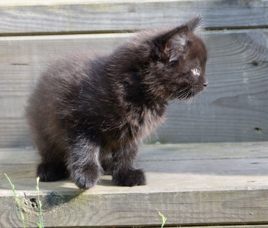 sibirisk kattunge