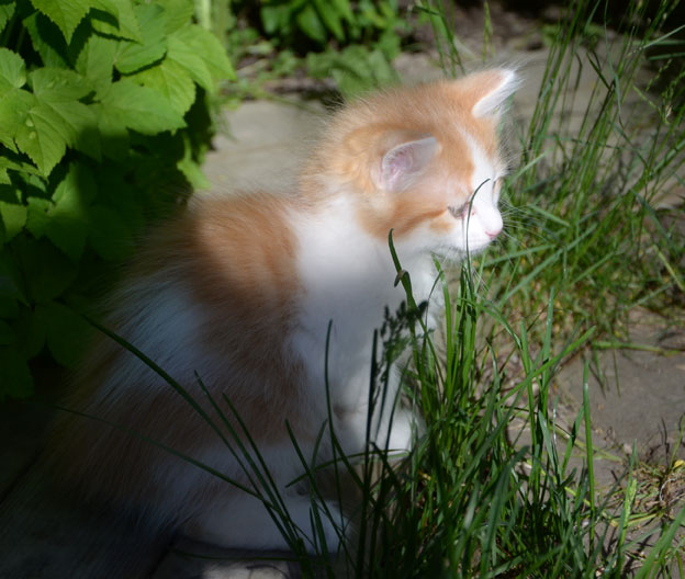 sibirisk kattunge