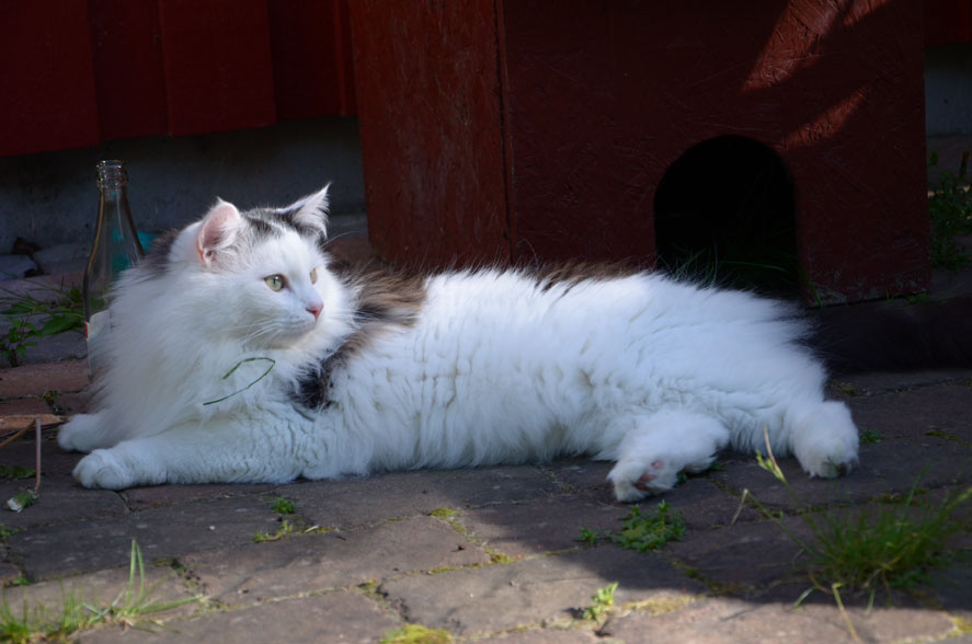 sibirisk katt
