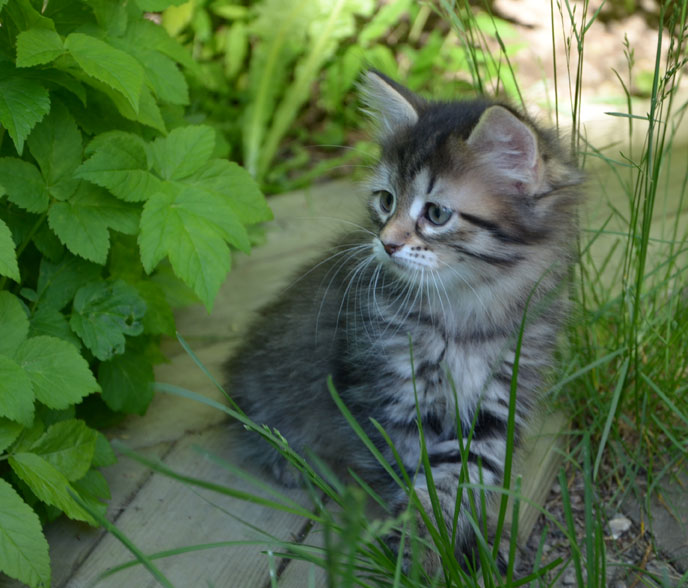 sibirisk kattunge