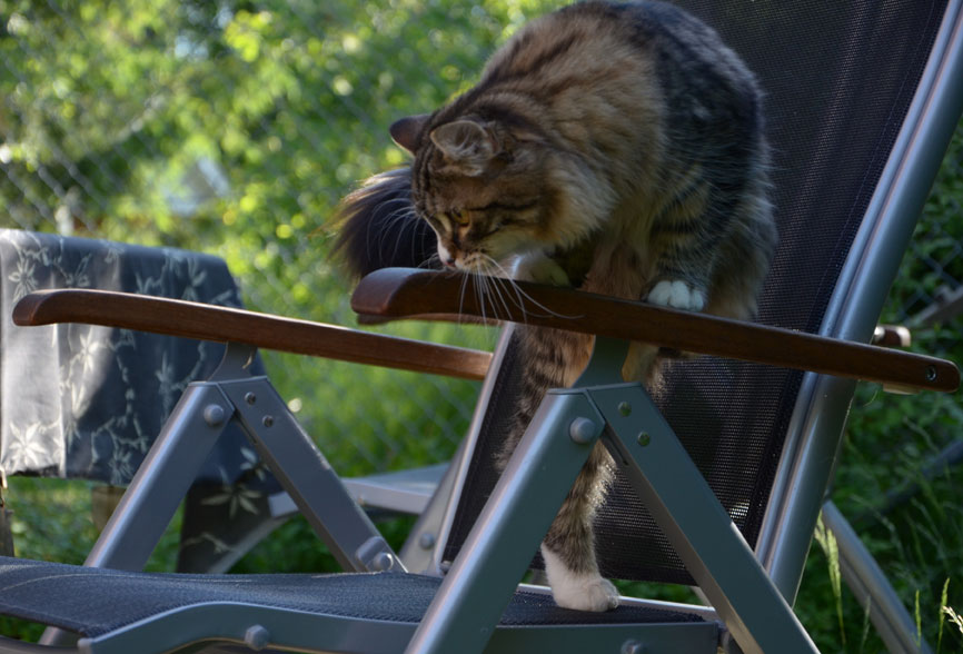 sibirisk kattunge