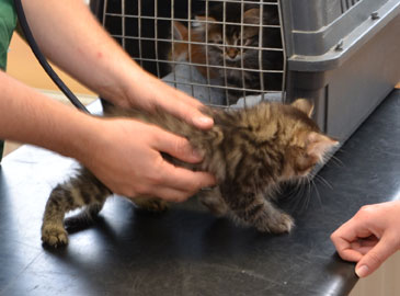 sibirisk kattunge