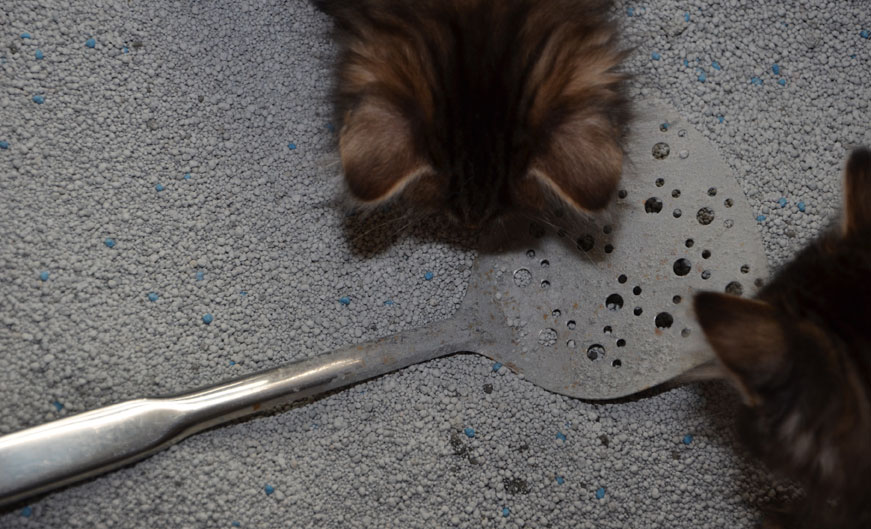 kattspade