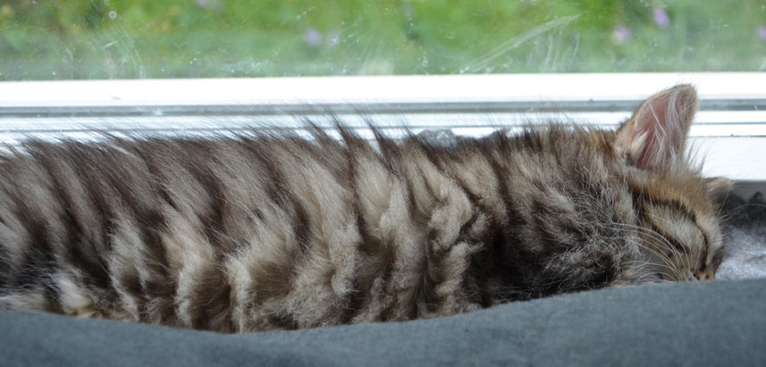 sibirisk kattunge