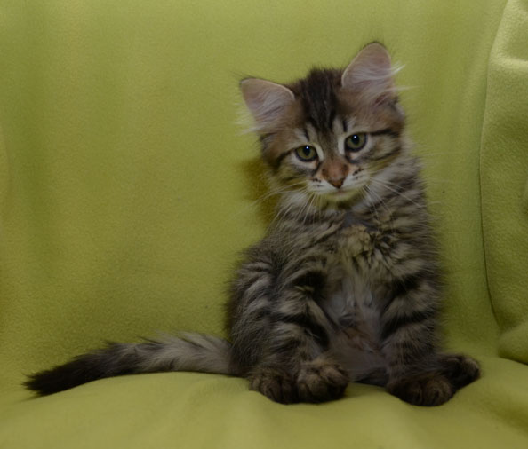 sibirisk kattunge