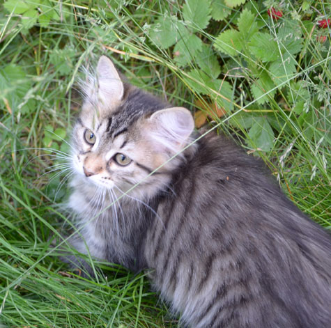 sibirisk kattunge