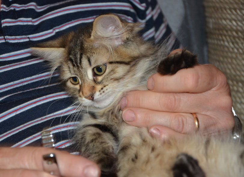 sibirisk kattunge