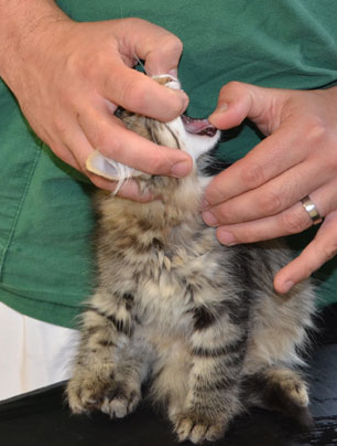 sibirisk kattunge
