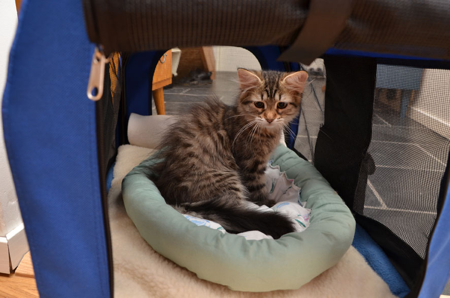 sibirisk kattunge