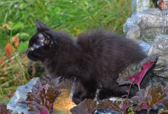 sibirisk katt