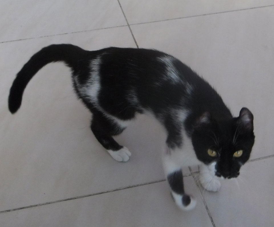 Turskiskkatt