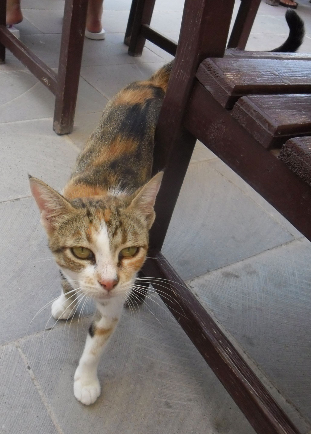 Turkiskkatt