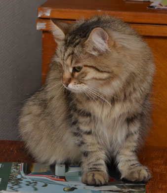 sibirisk katt