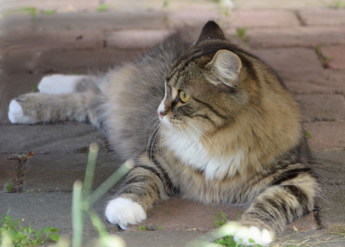 sibirisk kattunge