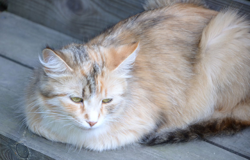 sibirisk kattunge