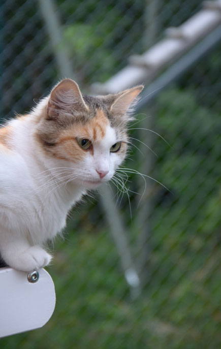 sibirisk katt