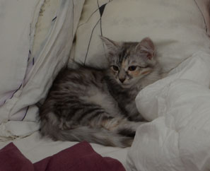 sibirisk kattunge