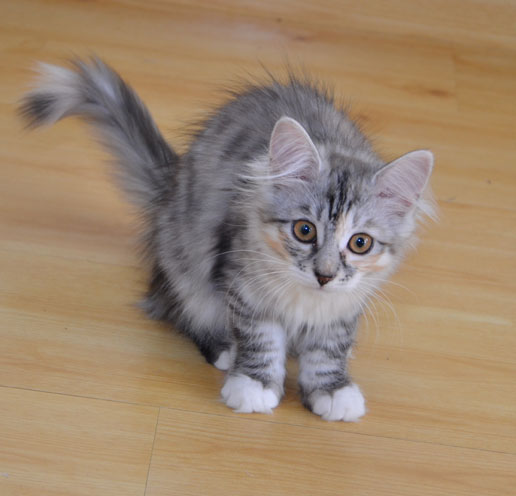 sibirisk kattunge