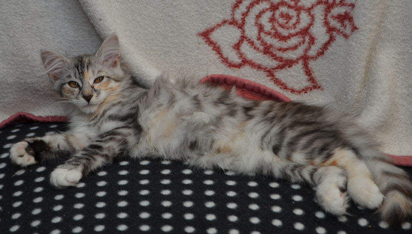 sibirisk katt Zinnie