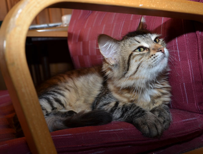 sibirisk katt Juliet