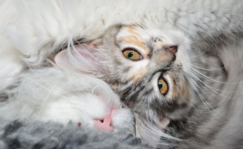 sibirisk katt