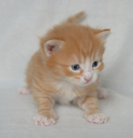 sibirisk katt