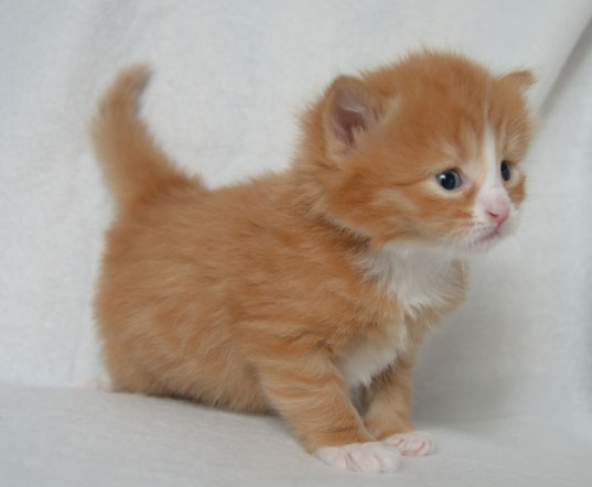 sibirisk kattunge