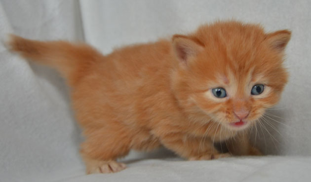 sibirisk kattunge