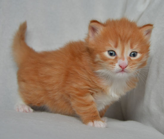 sibirisk kattunge